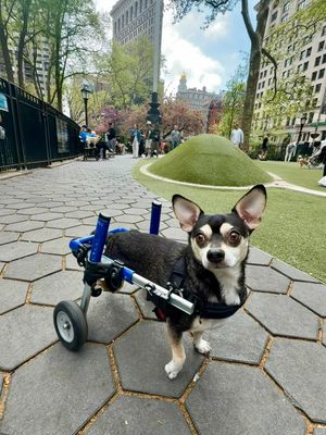 Image post by @walkinpets on Instagram