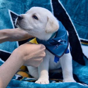 Image post by @sharkspup on Instagram