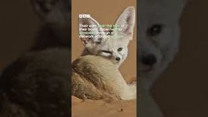 Video post by @bbcearth on YouTube