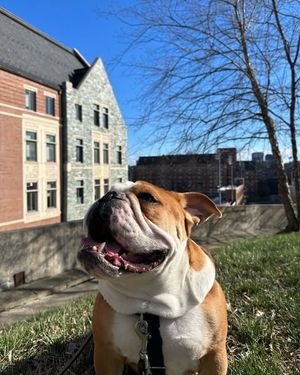 Image post by @gujackbulldog on Instagram