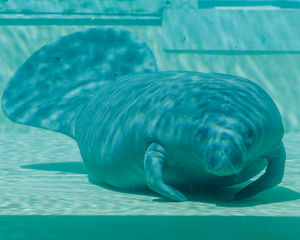 Image post by @cmaquarium on Instagram