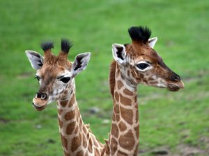 Image post by @animalplanet on Instagram
