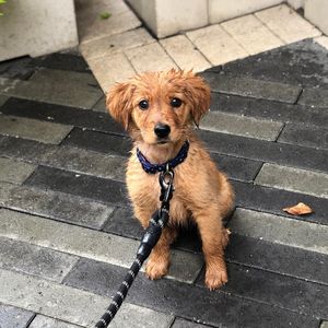 Image post by @pancake.thegolden on Instagram