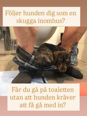 Image post by @det_goda_hundagarskapet on Instagram