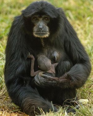 Image post by @sandiegozoo on Instagram