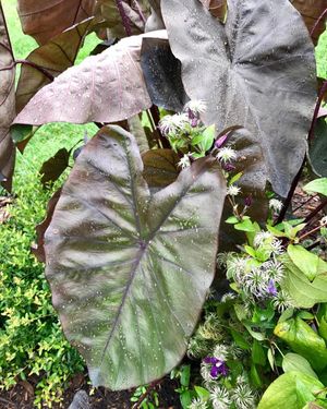 Image post by @ahs_gardening on Instagram