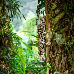 Image post by @animalplanet on Instagram
