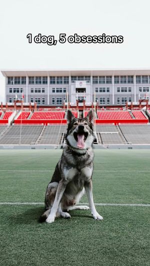 Video post by @ncstate_wolfpack on TikTok