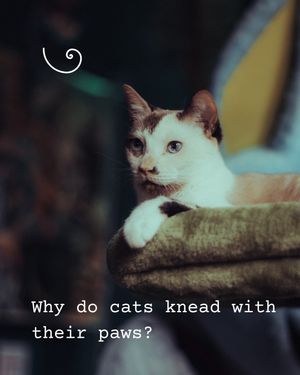 Image post by @thefriskywhiskeratl on Instagram