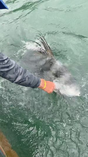 Video post by @blacktiph on Instagram