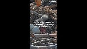 Video post by @laopinionla on YouTube