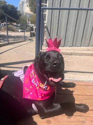 Image post by @GnarlyCharlie12 on Twitter