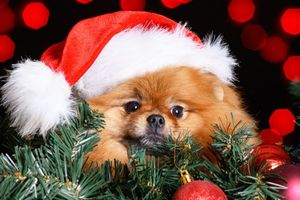 Image post by @company/nationwidepet on LinkedIn