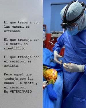 Image post by @vetconejero on Instagram