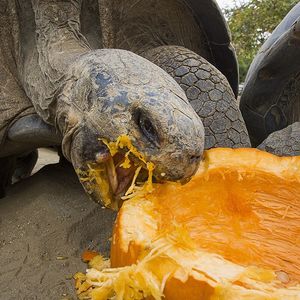 Image post by @sandiegozoo on Instagram