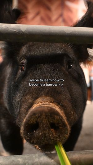 Video post by @rodeohouston on TikTok