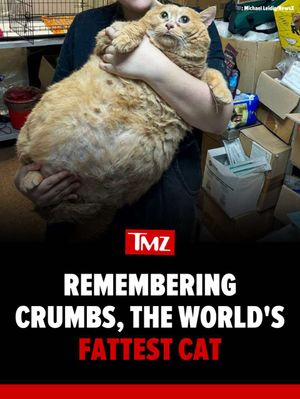 Video post by @tmz on TikTok