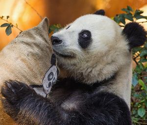 Image post by @sandiegozoo on Instagram