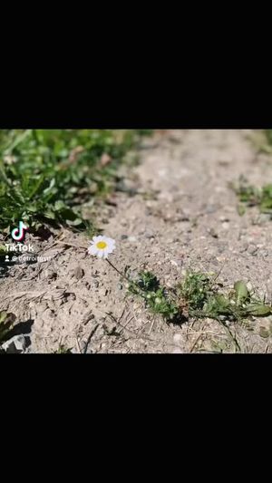 Video post by @DetroitGSD on Facebook