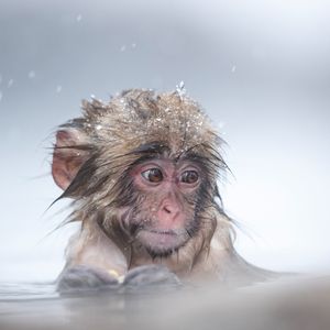 Image post by @animalplanet on Instagram