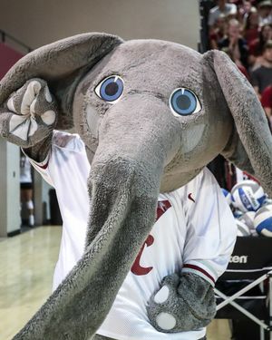 Image post by @alabamavball on Instagram