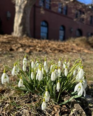 Image post by @harvard on Instagram