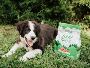 Image post by @triumphpetfood on Instagram