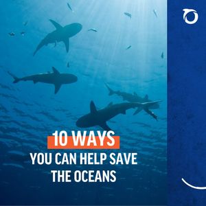 Image post by @oceana on Instagram