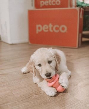 Image post by @petco on Instagram