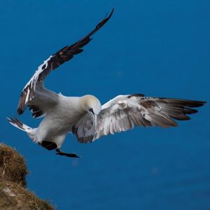 Image post by @rspb on Instagram