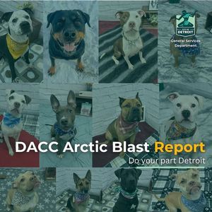 Image post by @DetroitGSD on Facebook