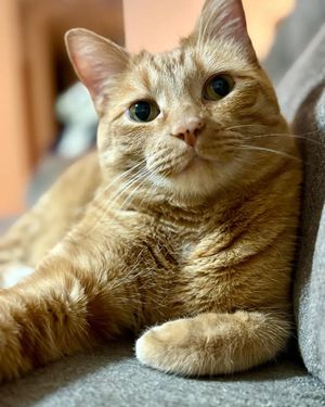 Image post by @cheeeto.the.cat on Instagram