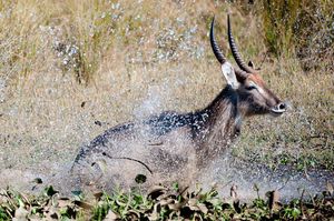 Image post by @chiawasafaris on Instagram