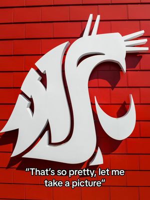 Image post by @wsupullman on TikTok
