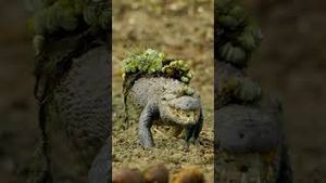 Video post by @bbcearth on YouTube