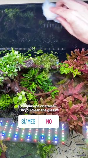 Video post by @aqualupi on Instagram