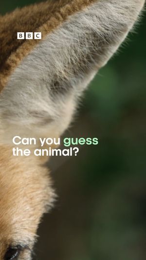 Video post by @bbcearth on Instagram