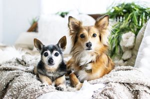 Image post by @petco on Instagram