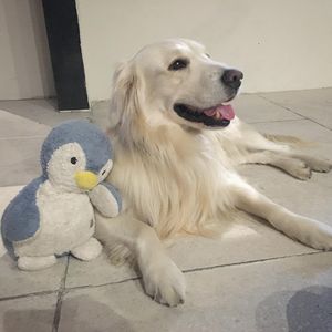 Image post by @mikethewhitegolden on Instagram