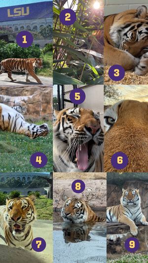 Video post by @lsu on TikTok