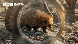 Video post by @bbcearth on YouTube