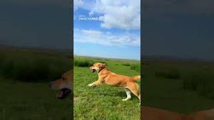 Video post by @dji on YouTube