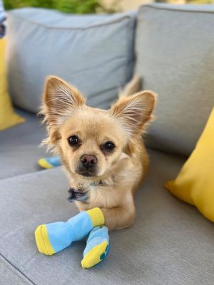 Image post by @petco on Instagram