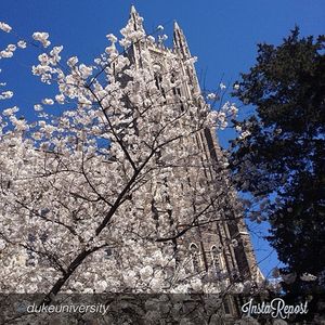 Image post by @dukewbb on Instagram