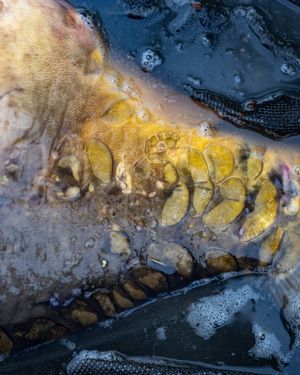 Image post by @brothercarp on Instagram