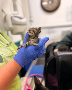 Image post by @spokhumanesoc on Instagram