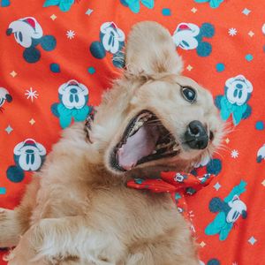 Image post by @disneypets on Instagram