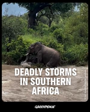 Image post by @greenpeace on Instagram