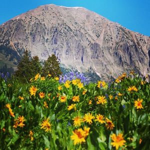 Image post by @skicrestedbutte on Instagram