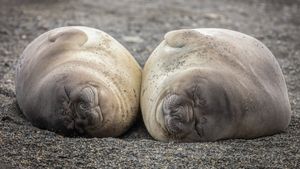 Image post by @animalplanet on Instagram